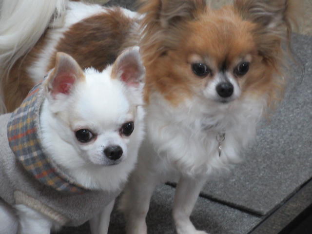 犬幼稚園 Buddy Dogとは 犬幼稚園 Buddy Dogとは