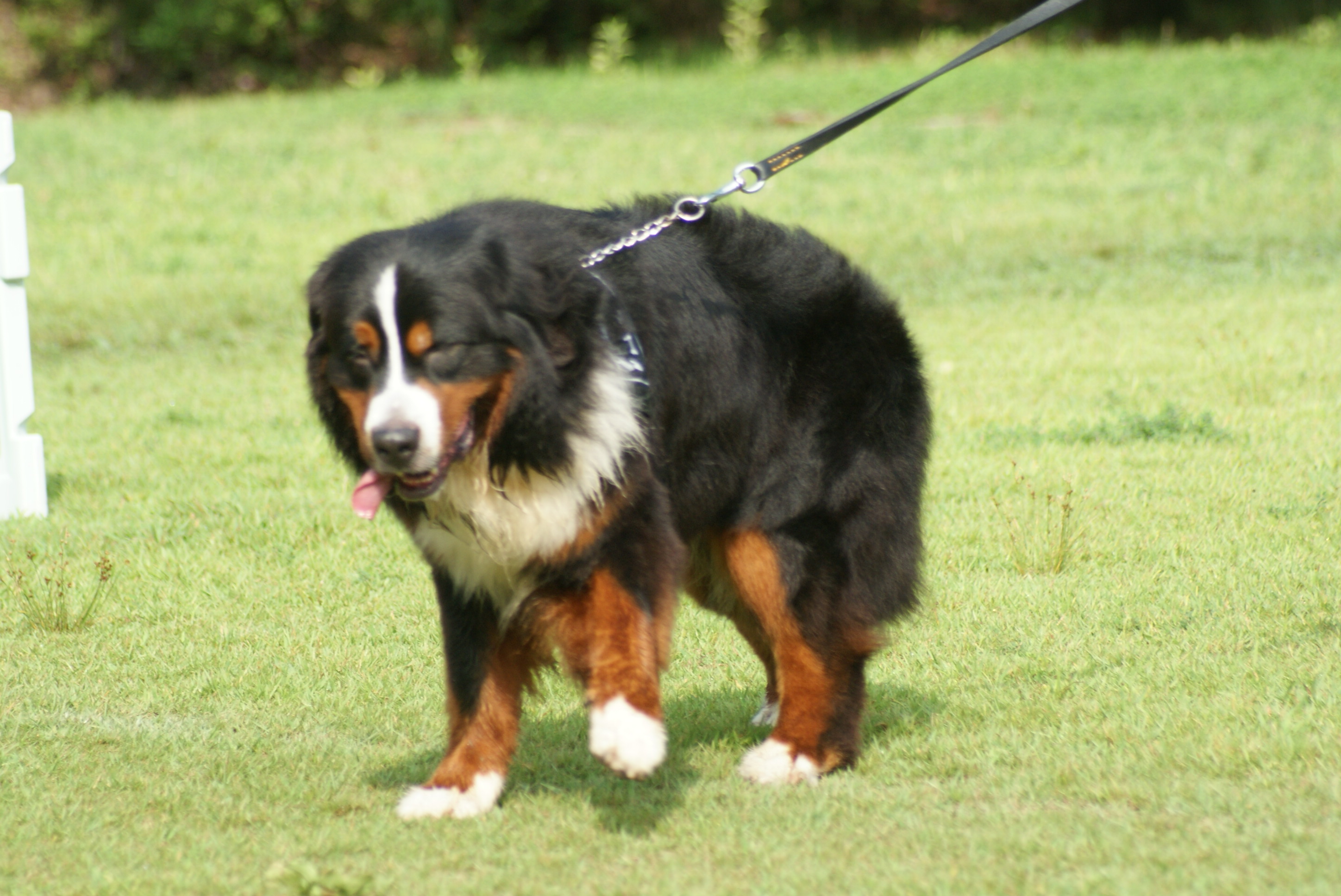 多数の飼主が実感した安心安全のドッグフード 多数の飼主が実感した安心安全のドッグフード