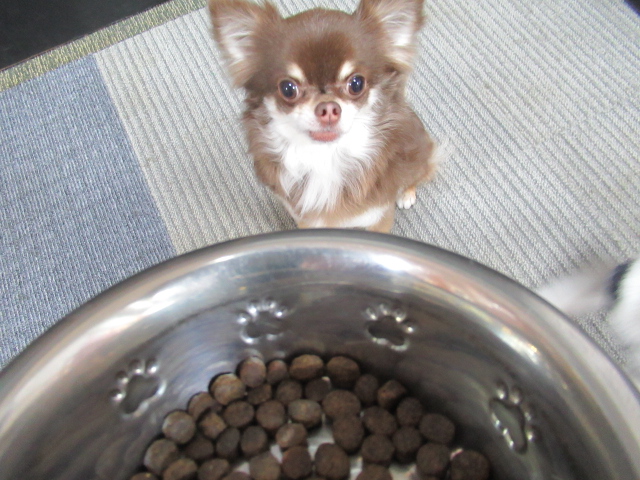 あなたは愛犬の食事がどんなものなのか知っていますか? あなたは愛犬の食事がどんなものなのか知っていますか?